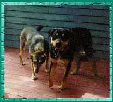 Rebel with Duke