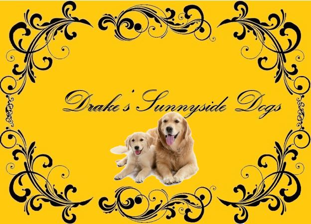 Drake's Sunnyside Dogs