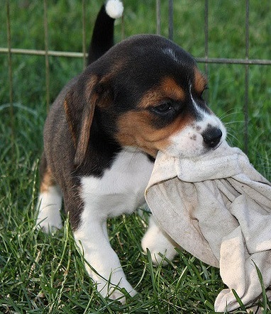 Beagle Puppy
