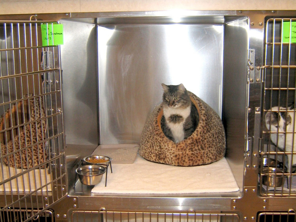 Cat Kennels