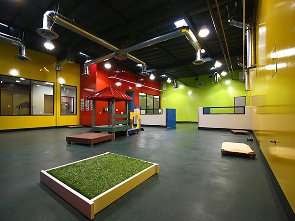 Doggy Daycare Inside