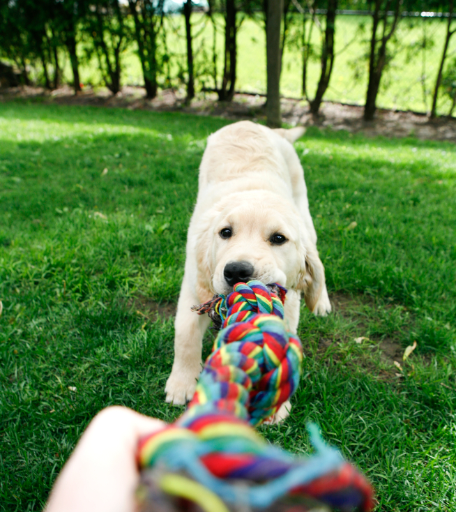 Golden Playing Outside