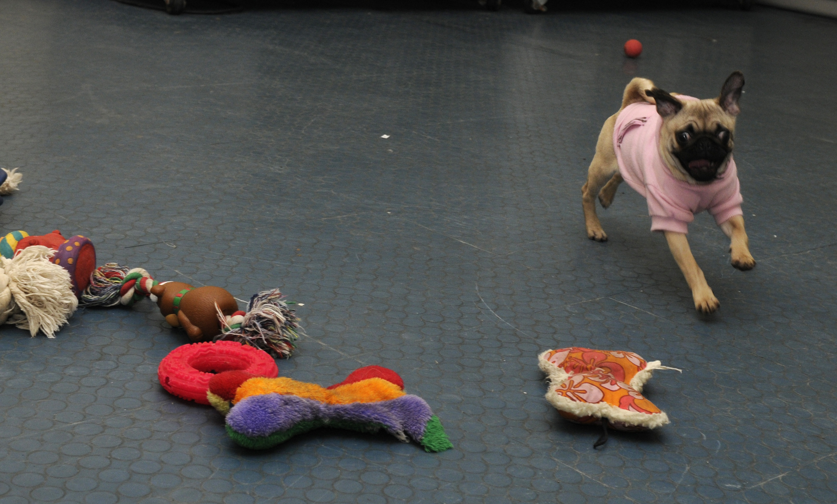 Pug Playing Inside