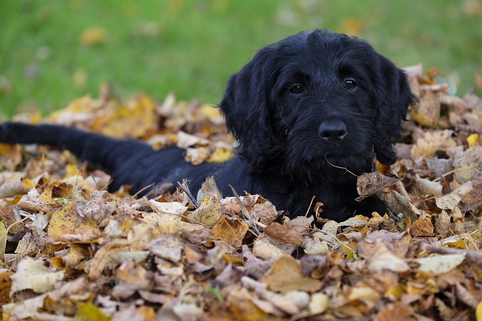 In the Leaves
