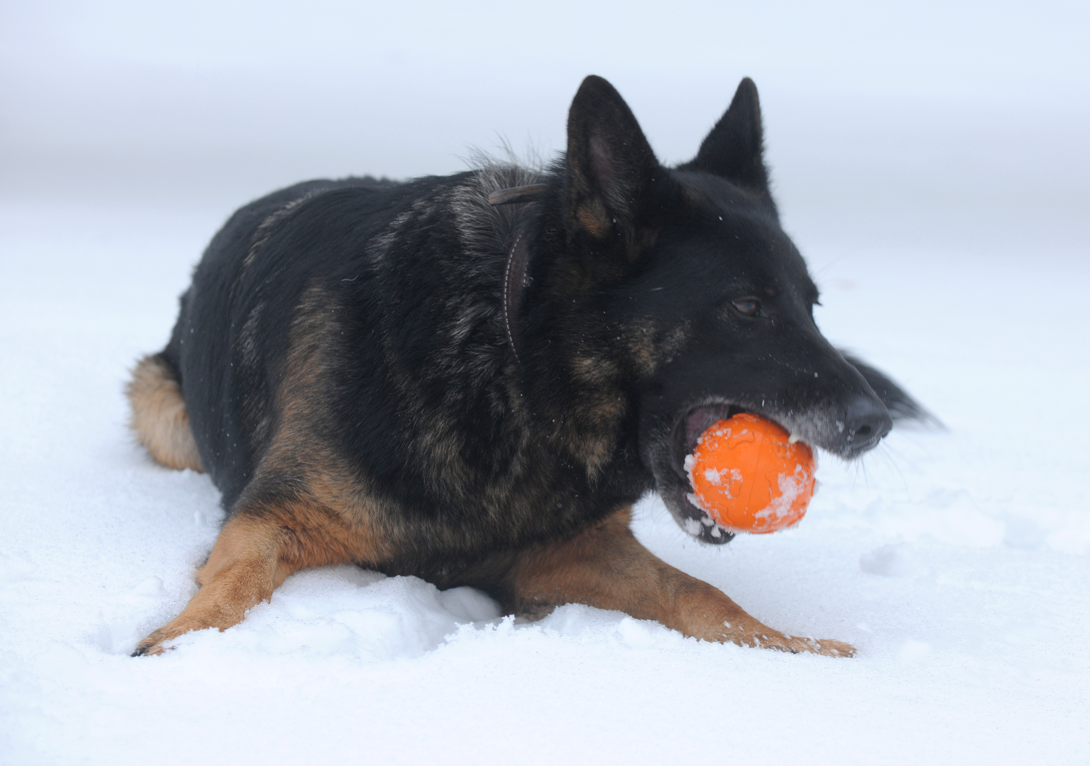 German in the Snow