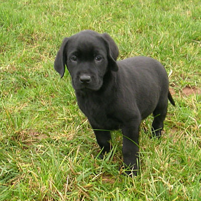 Great Dane Puppy