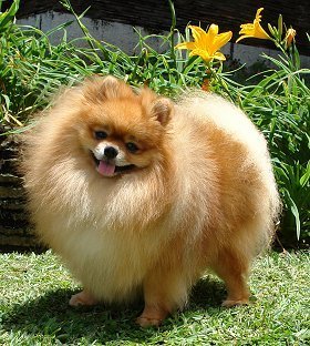 Pomeranian