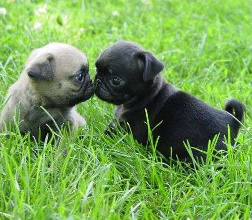 Pugs