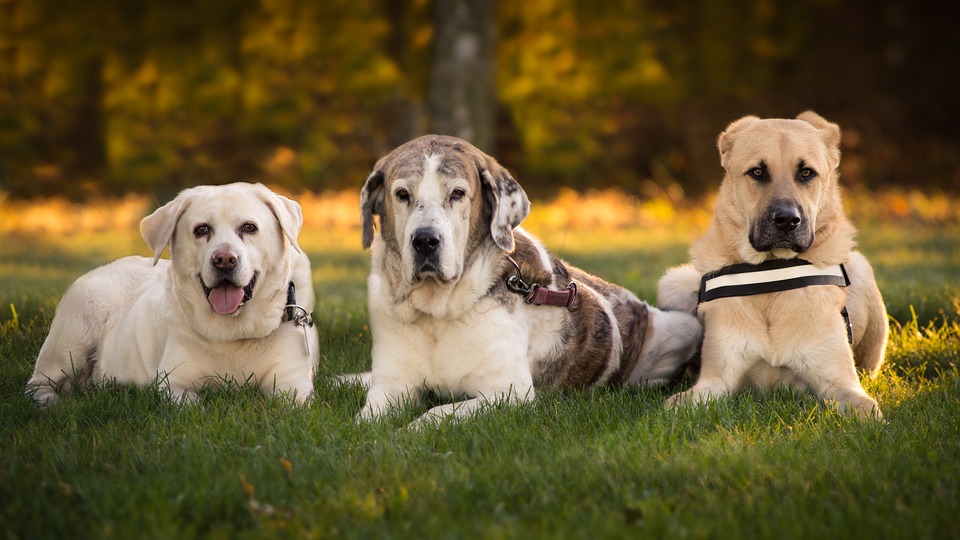 Dogs Outside