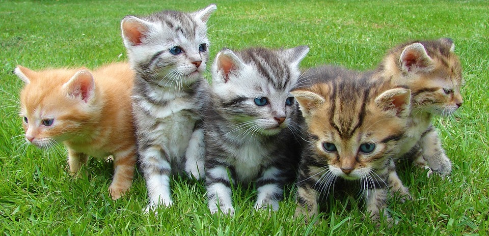 Kittens Outside