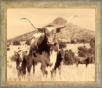 Longhorn