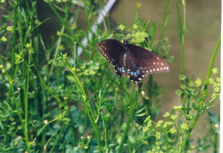 Butterfly in Parsley