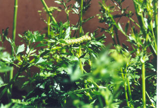 Caterpillar in Parsley