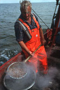 Boiling Shrimps