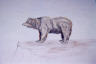 A Grizzly-Sketch...