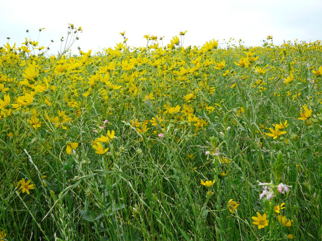 Image of a field of yellow wildflowers