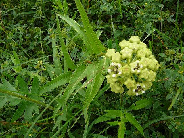 Image of a budding spider milkweed