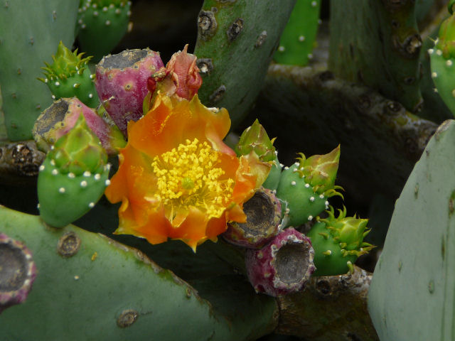 Image of a cactus flower