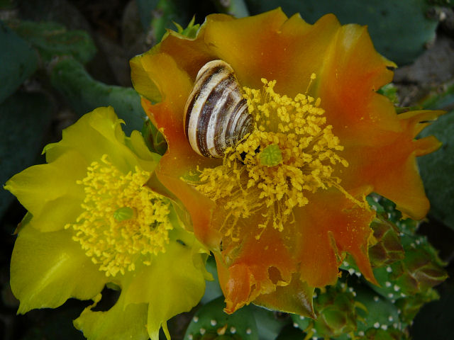 Image of a cactus flower