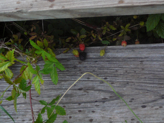 Image of dewberries