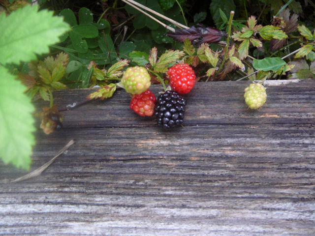 Image of dewberries