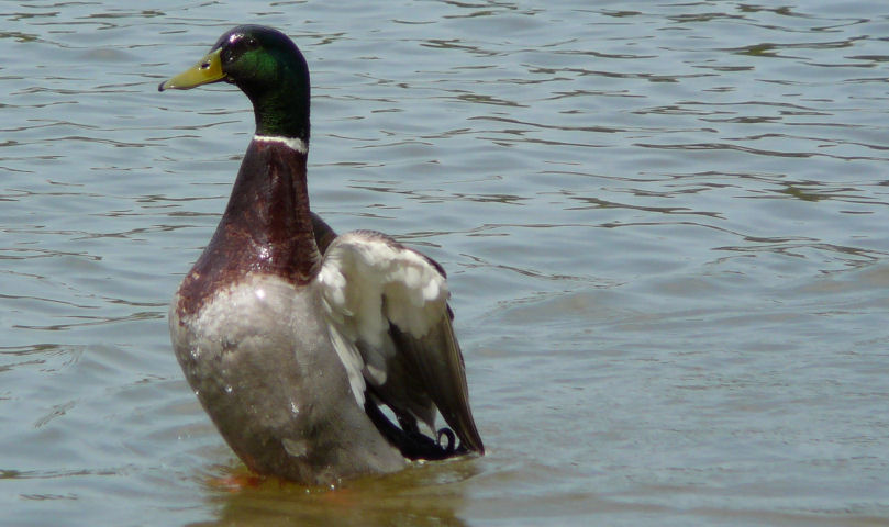 Image of a dancing duck