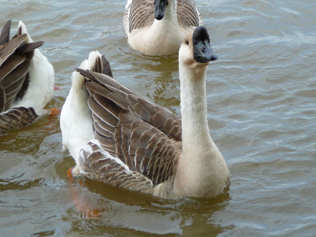 Image of a goose