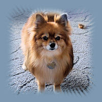 An image of my dog, Litte Bit