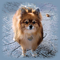 An image of my dog, Litte Bit