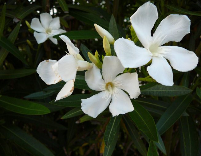 Image of a magnolia
 flower