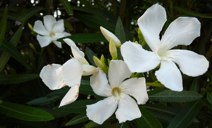 Image of an oleander
 flower