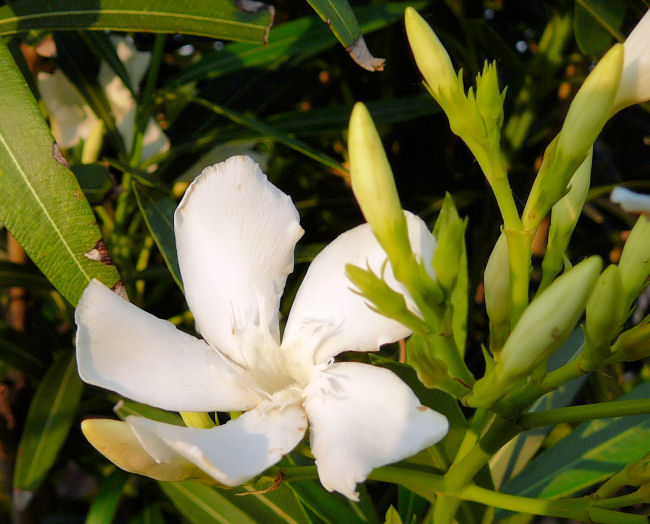 Image of an Oleander flower