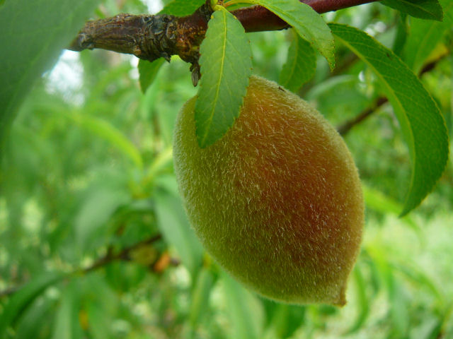 Image of a peach