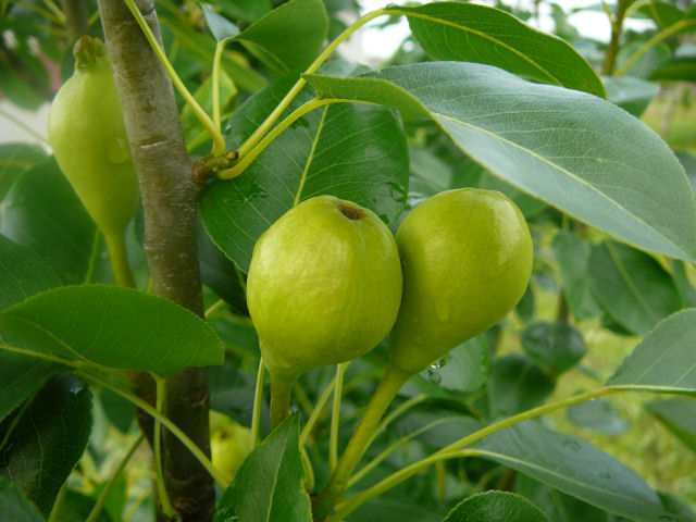 Image of young pears