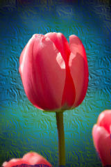 Image of tulips using the point to point option of selection tool