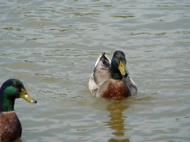 Image of some pretty ducks