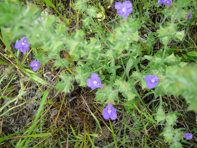 Image of purple wildflowers