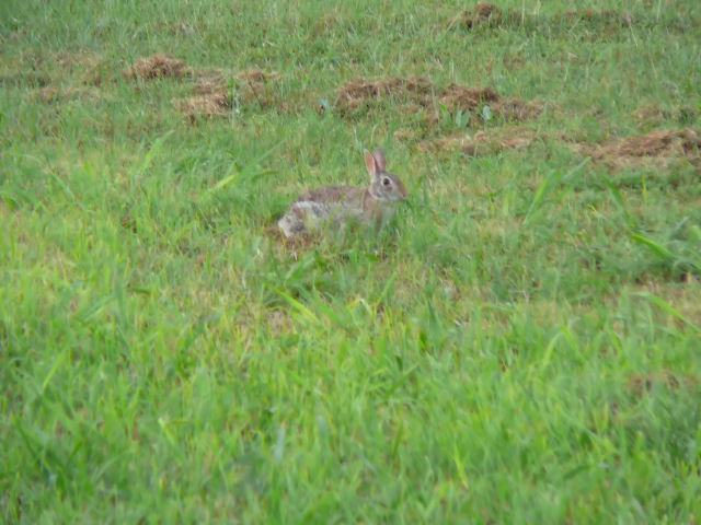 Image of a rabbit