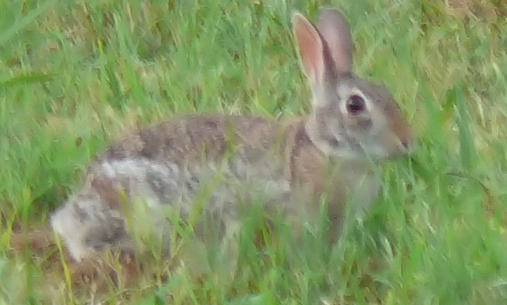 Image of a rabbit painting