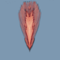 Image of a red and black feather