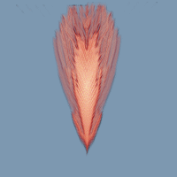 Image of a red feather