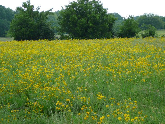 Image of a field of yellow wildflowers