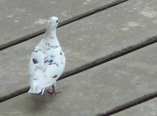 Image of a pigeon