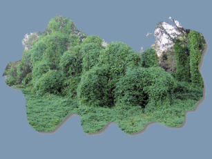Image of Kudzoo in NC