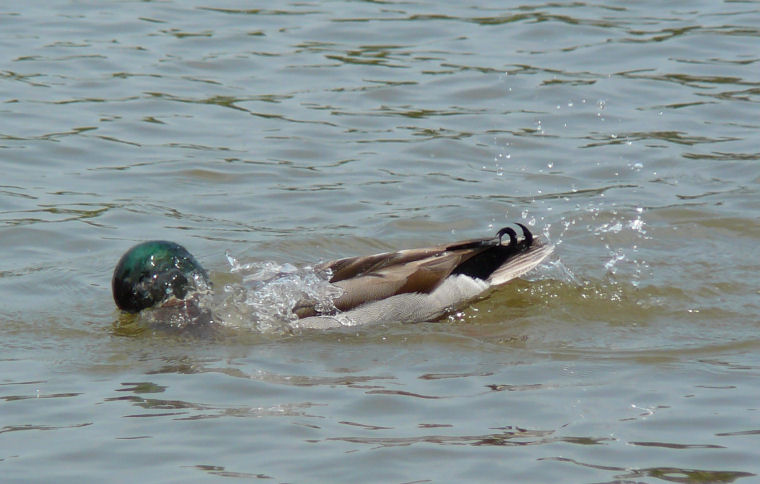 Image of a splashing duck