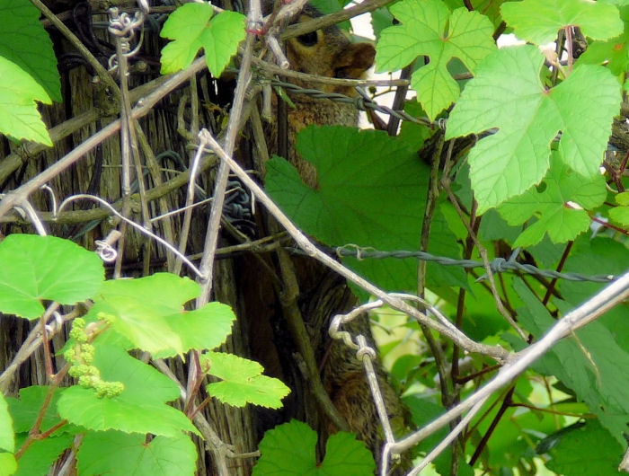 Image of squirrel hiding in a grape vine