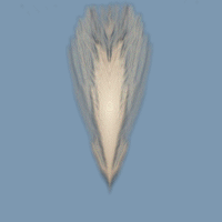 Image of a tan and black feather