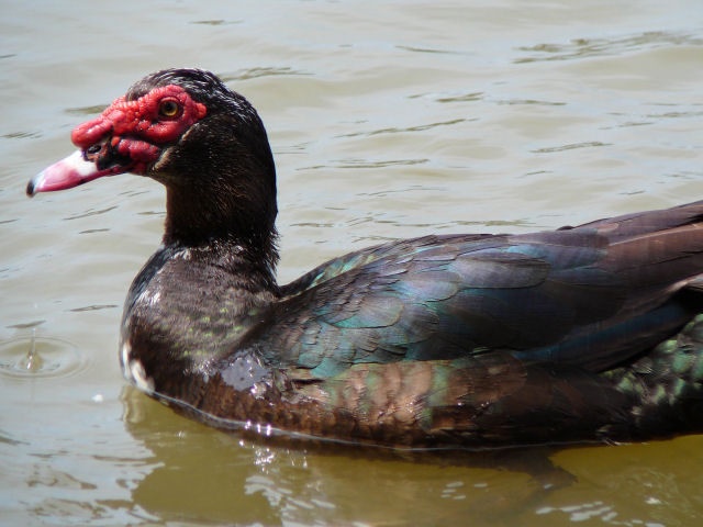Image of an ugly duck