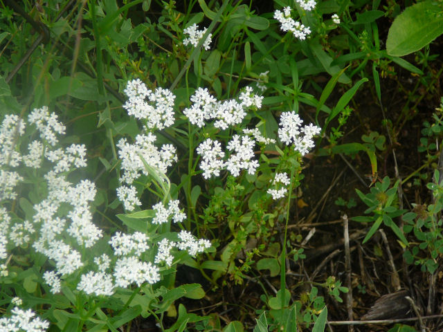Image of a wildflower