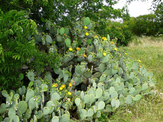 Image of a cactus flower